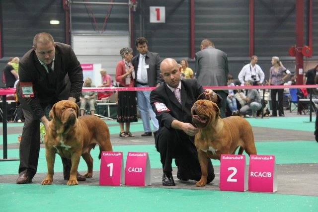 Indy Euro dog show Holland.jpg